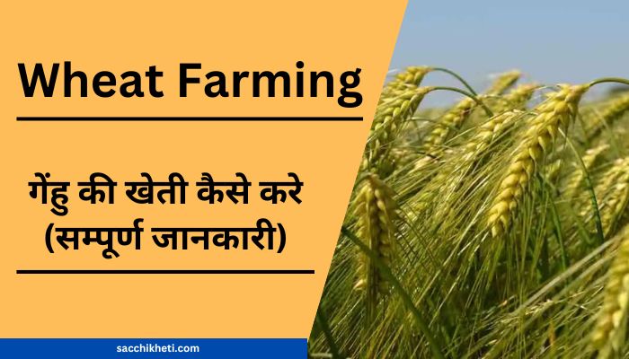 गेंहु की खेती कैसे करे (सम्पूर्ण जानकारी) | Wheat Farming in Hindi