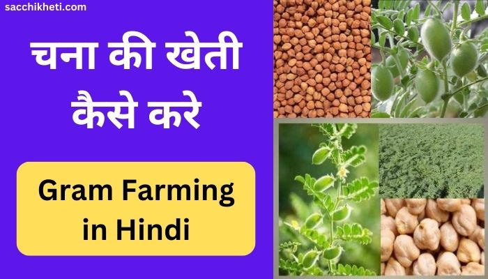 चना की खेती कैसे करे | Gram Farming in Hindi