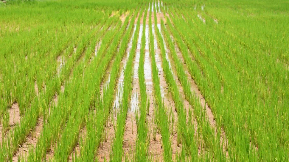 धान की खेती कैसे करें 2023 | Paddy Farming in Hindi | Dhan ki Kheti Kaise Karen