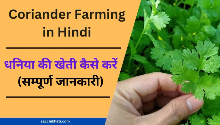 धनिया की खेती कैसे करें | Coriander Farming in Hindi