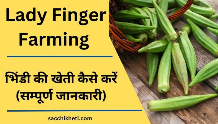 भिंडी की खेती कैसे करें (सम्पूर्ण जानकारी) 2023 | Lady Finger Farming in Hindi