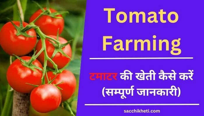 टमाटर की खेती कैसे करें 2023 | Tomato Farming in hindi
