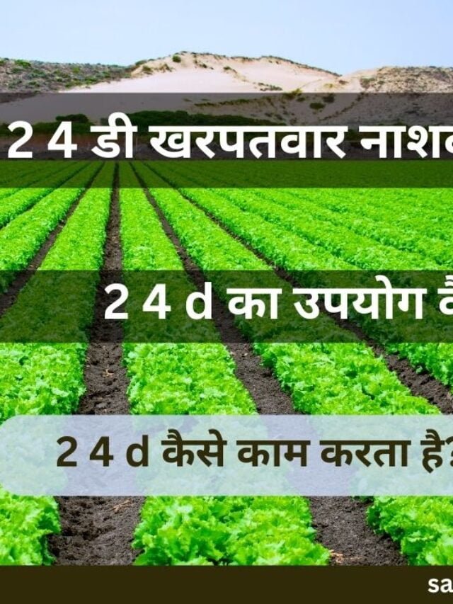 2 4 डी खरपतवार नाशक क्या है | 2 4 d का उपयोग कैसे करें?