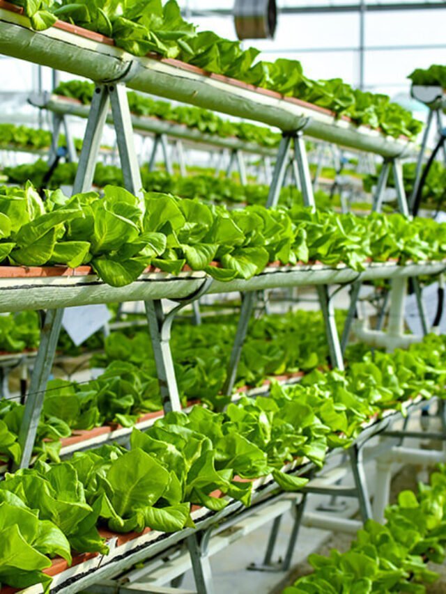 Hydroponics Technique से पालक भाजी की करें खेती 2023