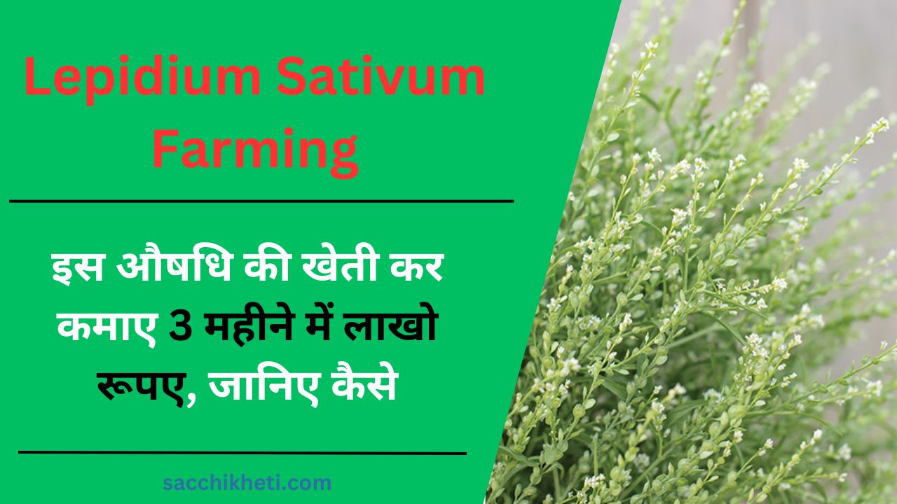 Lepidium Sativum Farming: इस औषधि की खेती कर कमाए 3 महीने में लाखो रूपए, जानिए कैसे