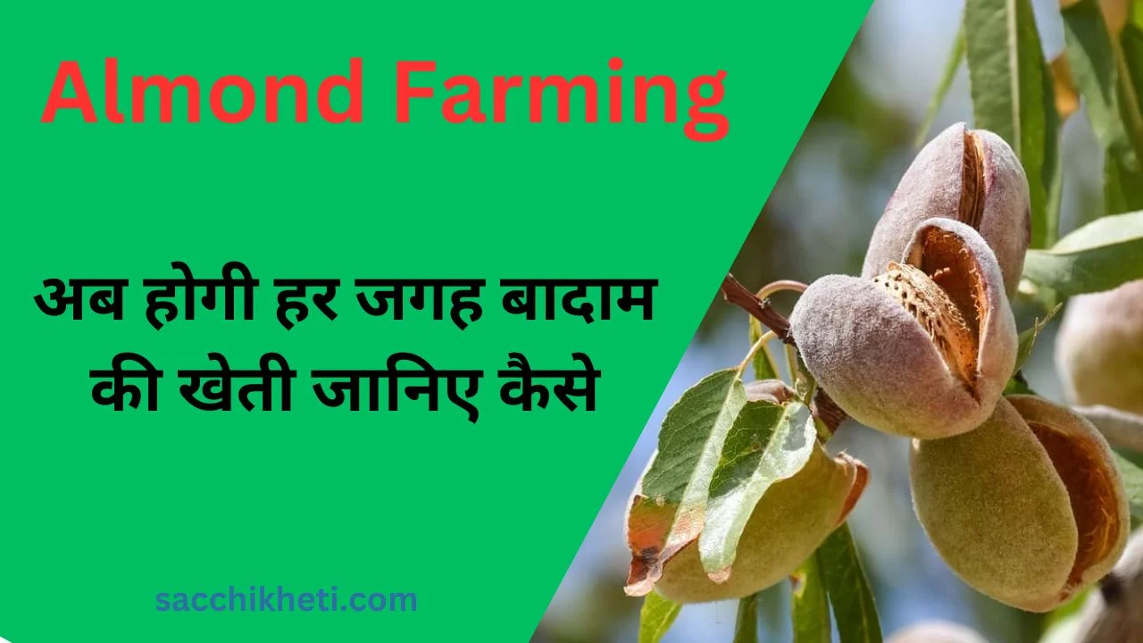 Almond Farming: अब होगी हर जगह बादाम की खेती जानिए कैसे