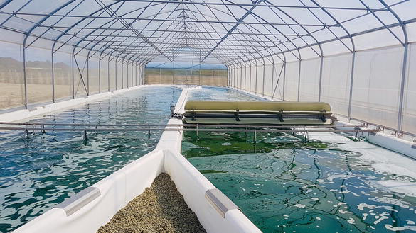 Spirulina Farming Business Idea: स्पिरुलिना फार्मिंग से करें महीने के 1.5 लाख की कमाई