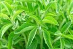 Stevia Farming ideas: स्टीविया फार्मिंग से होगी 8 से 10 लाख रूपए तक की कमाई जानिए पूरी डिटेल के साथ