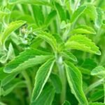 Stevia Farming ideas: स्टीविया फार्मिंग से होगी 8 से 10 लाख रूपए तक की कमाई जानिए पूरी डिटेल के साथ