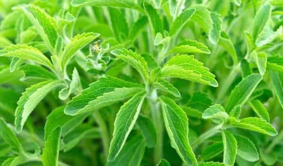 Stevia Farming ideas: स्टीविया फार्मिंग से होगी 8 से 10 लाख रूपए तक की कमाई जानिए पूरी डिटेल के साथ