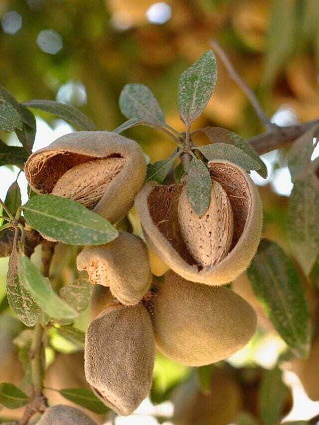 Almond Farming: अब होगी हर जगह बादाम की खेती जानिए कैसे