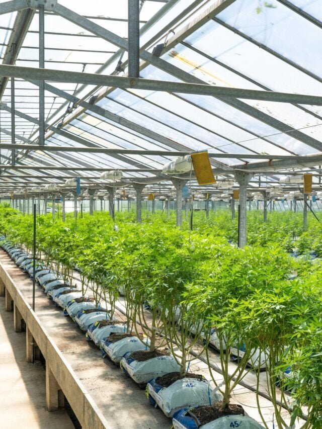 Smart Greenhouse फार्मिंग क्या है और कैसे करें