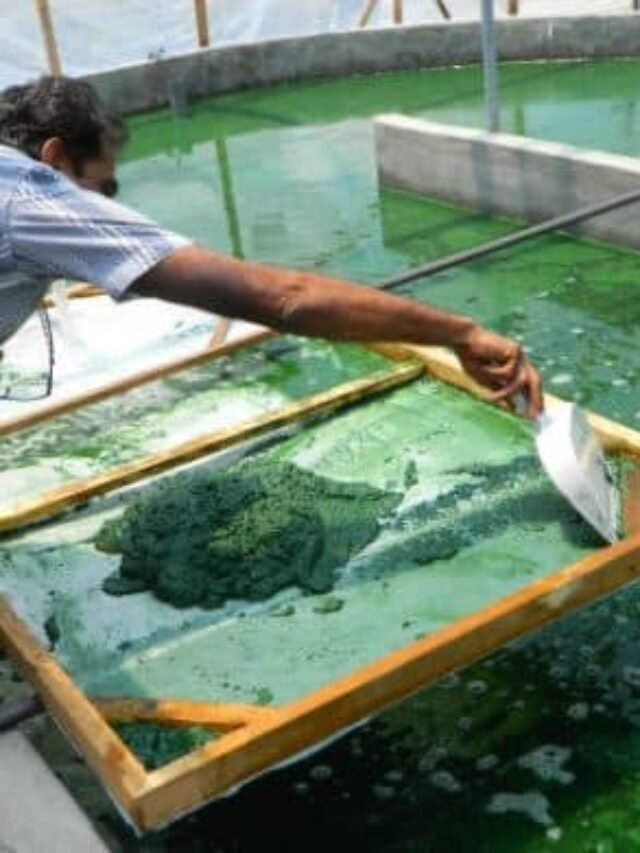 (Spirulina Farming) स्पिरुलिना की खेती कैसे करें 2023