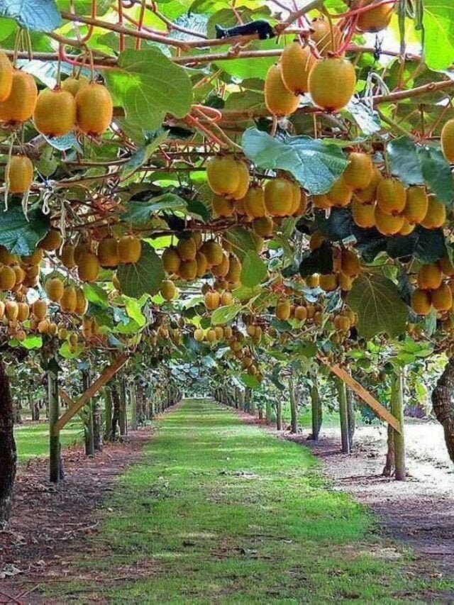 कीवी की खेती कैसे करें (kiwi farming) 2023