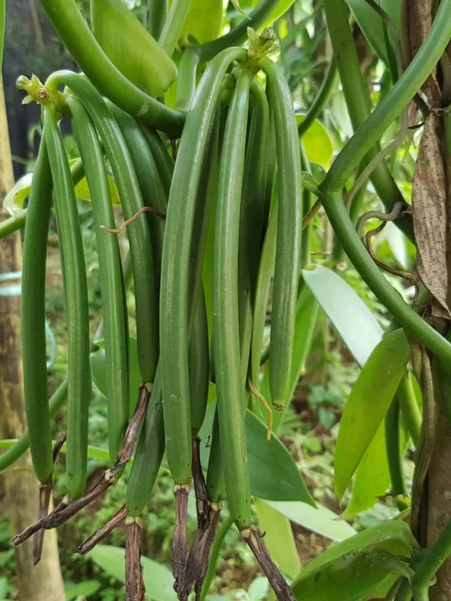 वनीला की खेती कैसे करें (vanilla farming) 2023