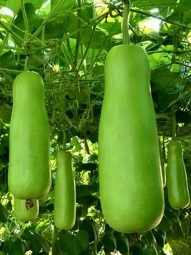 टॉप 5 कमाई करने वाली सब्जी की खेती ( top 5 earning vegetable )