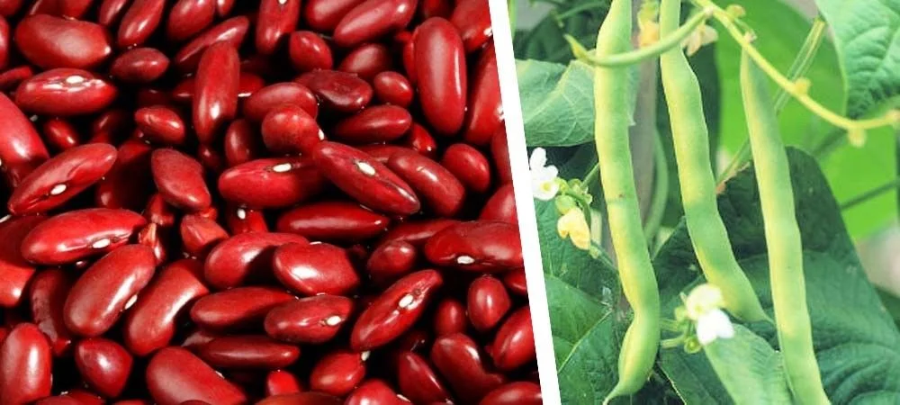 Farming Business ideas: इस खेती से करें 30 दिनों में 5 लाख की कमाई इस मॉडल से जानिए Farming Business ideas: इस खेती से करें 30 दिनों में 5 लाख की कमाई इस मॉडल से जानिए