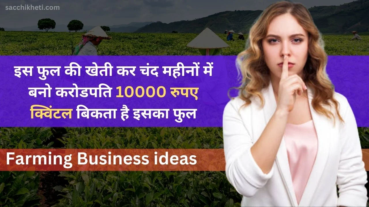 Farming Business ideas: इस फुल की खेती कर चंद महीनों में बनो करोडपति 10000 रुपए क्विंटल बिकता है इसका फुल