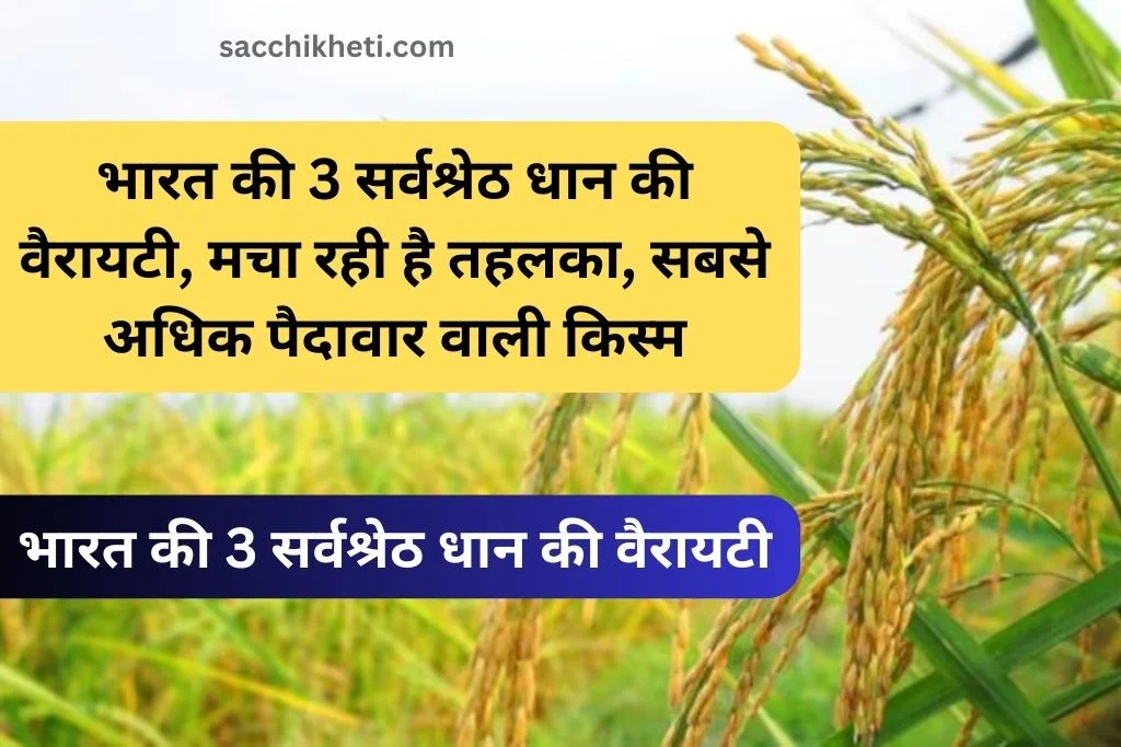 भारत की 3 सर्वश्रेठ धान की वैरायटी, मचा रही है तहलका, सबसे अधिक पैदावार वाली किस्म