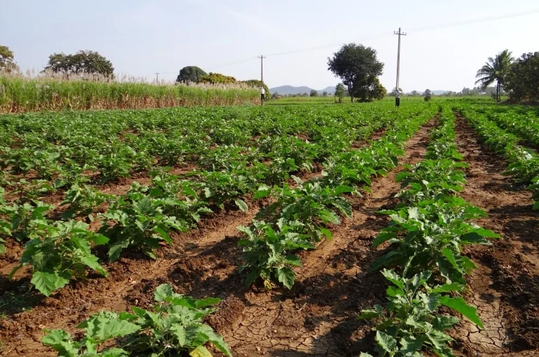 Brinjal Farming: बैंगन की खेती से 1 बीघा जमीन से कमाए 4 से 5 लाख रूपए, जानिए कैसे