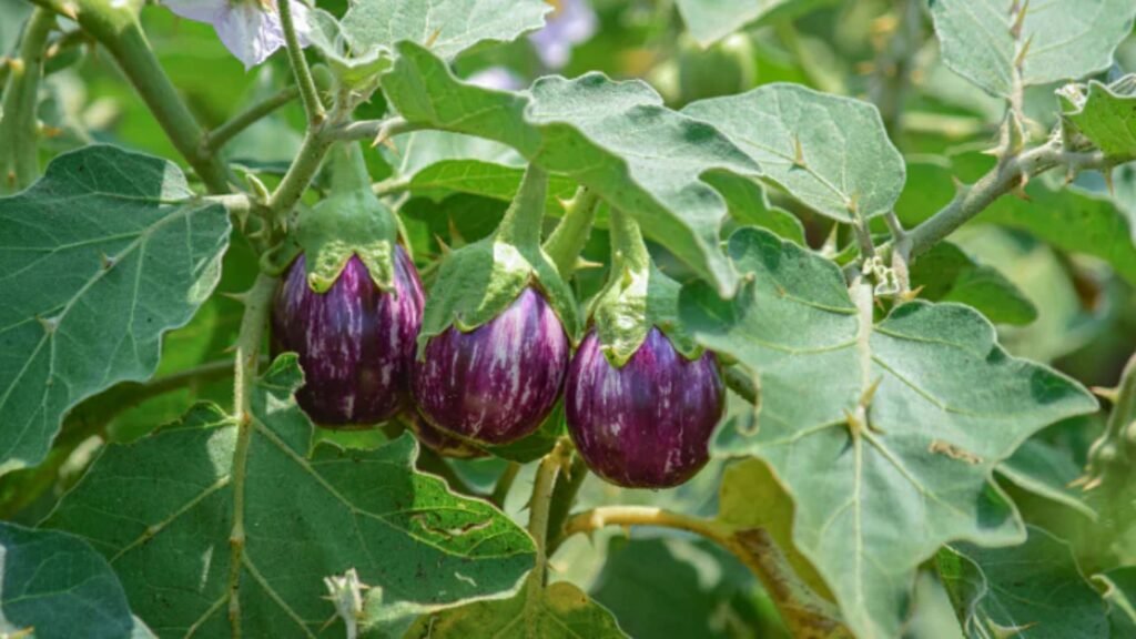 Brinjal Farming: बैंगन की खेती से 1 बीघा जमीन से कमाए 4 से 5 लाख रूपए, जानिए कैसे