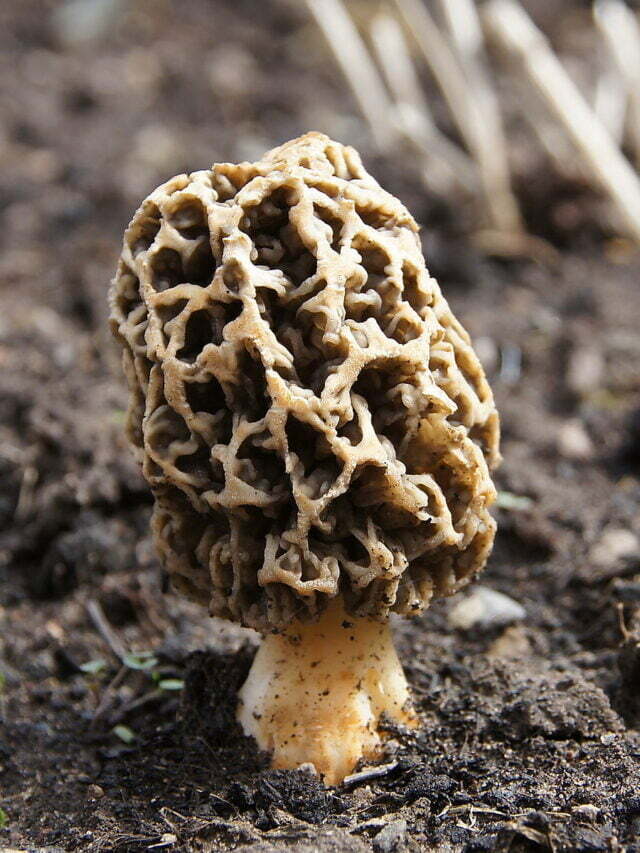 दुनिया की सबसे महंगी सब्जी जानकर आप हैरान हो जायेंगे (15 से 25 हज़ार रूपए/किलो बिकती है)