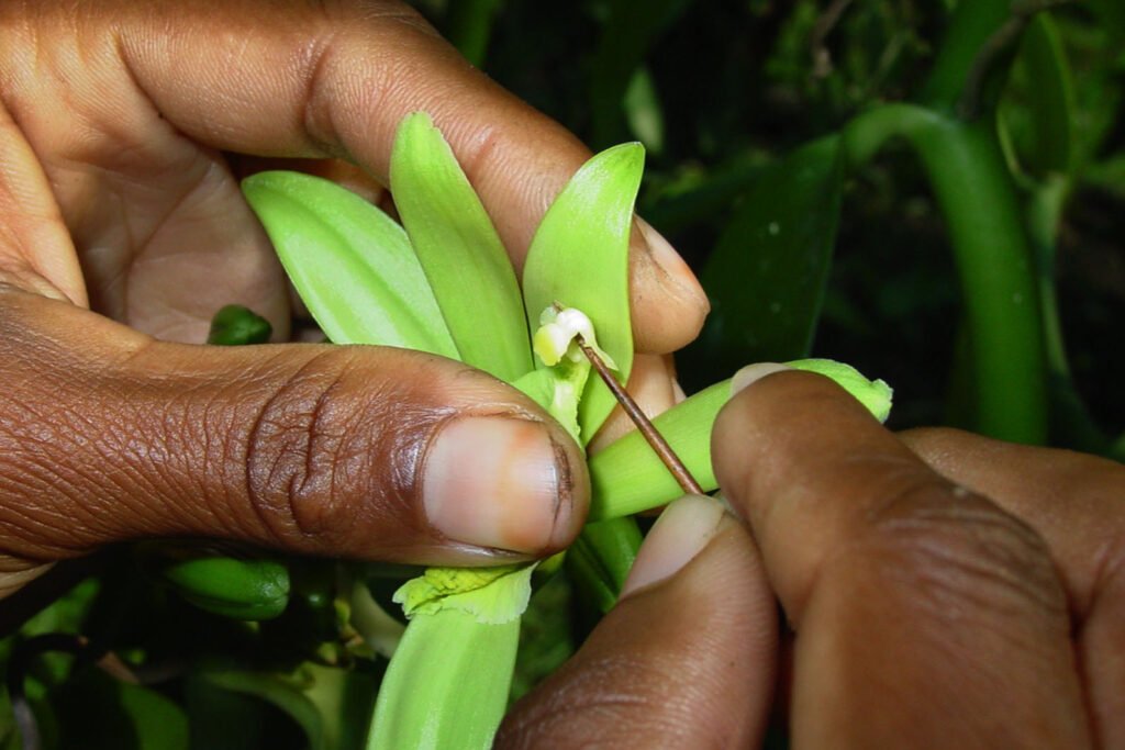 Farming Business ideas: 40 हजार रूपए किलो बिकता है यह फल अभी शुरु करें इसकी फार्मिंग