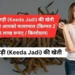 कीड़ाजड़ी (Keeda Jadi) की खेती कर देगी आपको मालामाल (किम्मत 2 से 3 लाख रूपए / किलोग्राम)