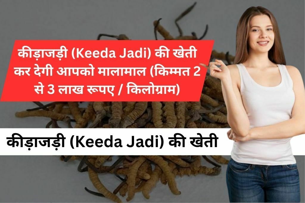 कीड़ाजड़ी (Keeda Jadi) की खेती कर देगी आपको मालामाल (किम्मत 2 से 3 लाख रूपए / किलोग्राम)