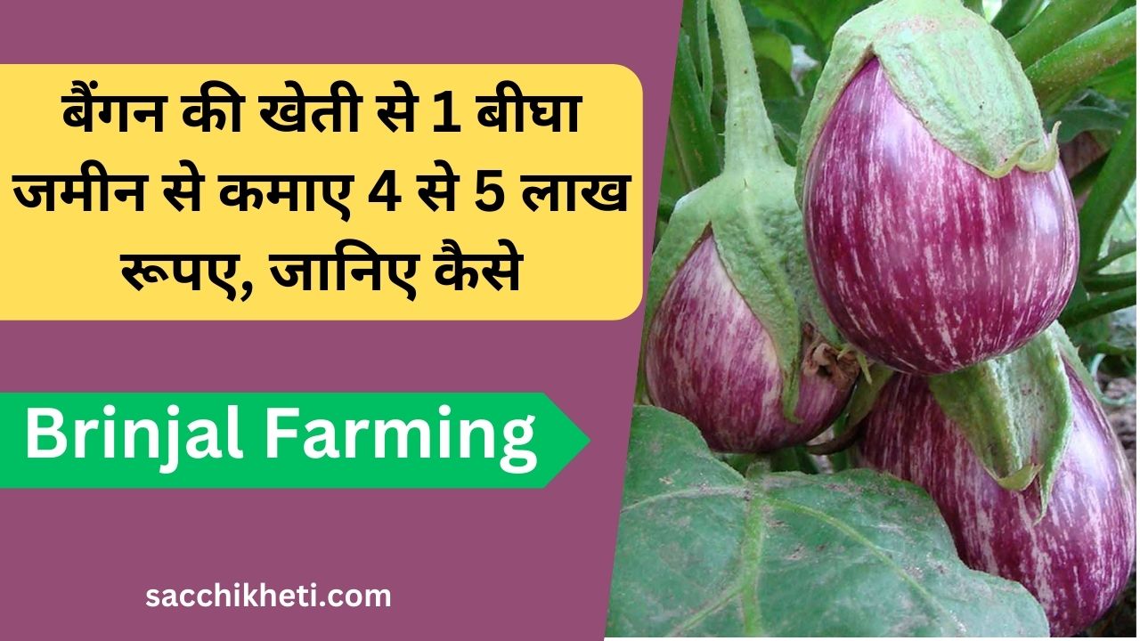 Brinjal Farming: बैंगन की खेती से 1 बीघा जमीन से कमाए 4 से 5 लाख रूपए, जानिए कैसे