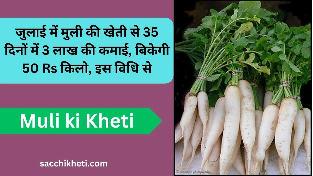 You are currently viewing जुलाई में मुली की खेती से 35 दिनों में 3 लाख की कमाई, बिकेगी 50 Rs किलो, इस विधि से