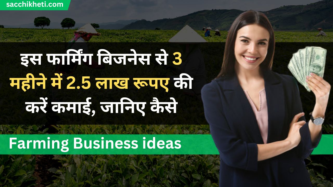Farming Business ideas: इस फार्मिंग बिजनेस से 3 महीने में 2.5 लाख रूपए की करें कमाई, जानिए कैसे