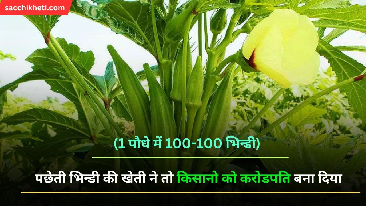 Bhindi ki Kheti: पछेती भिन्डी की खेती ने तो किसानो को करोडपति बना दिया (1 पौधे में 100-100 भिन्डी)