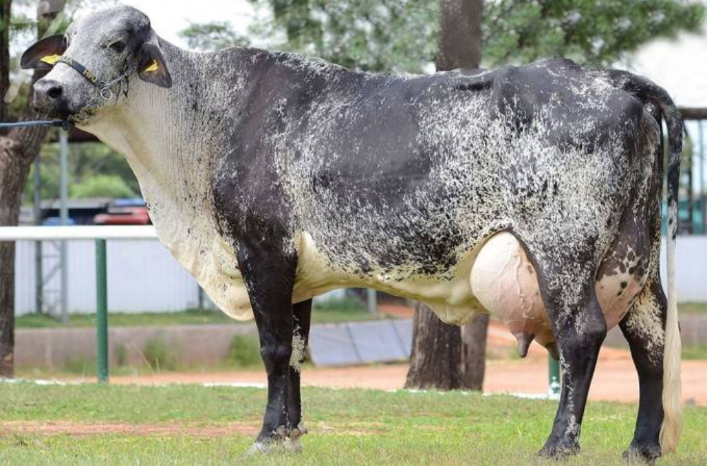 लाखो की कमाई देने वाली गाय जो 127 KG दूध प्रतिदिन देती है, जानिए इस गाय के बारे में