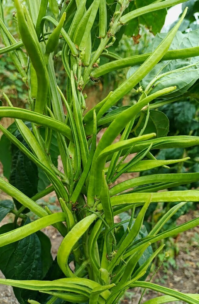 बरसात में करें ग्वार फली की खेती केवल 2 महीने में 3 लाख की कमाई (बिकेगी 50 रूपए किलो)