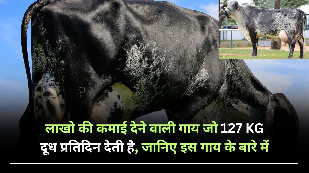 लाखो की कमाई देने वाली गाय जो 127 KG दूध प्रतिदिन देती है, जानिए इस गाय के बारे में