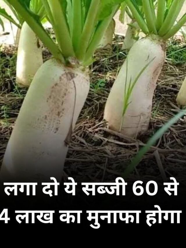 अगस्त महीने में लगाये ये सब्जी 60 से 70 दिन में 3 से 4 लाख का मुनाफा होगा