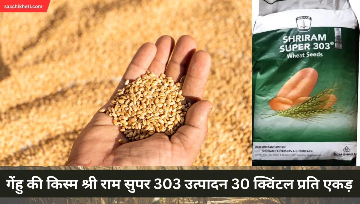 Read more about the article श्रीराम सुपर 303 गेहूं बीज price, गेंहु की किस्म श्री राम सुपर 303 उत्पादन 30 क्विंटल प्रति एकड़