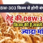 गेहूं की DBW-303 किस्म से होगी बंपर पैदावार | dbw 303 wheat variety details in hindi