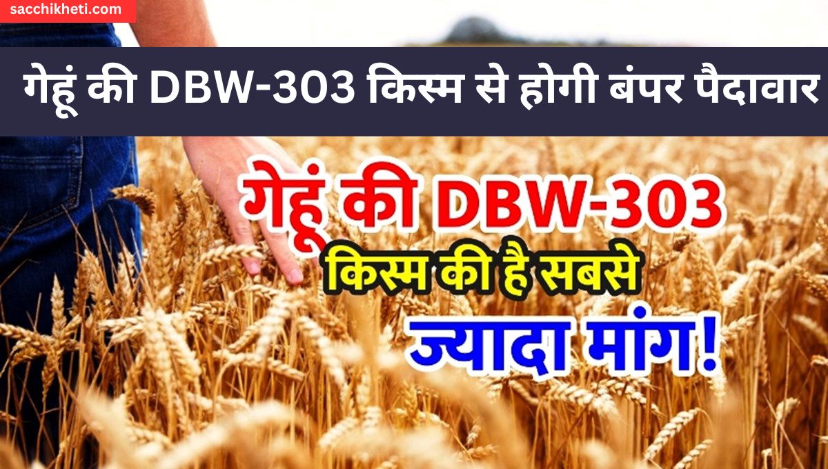 303 wheat variety details in hindi | dbw 303 wheat variety details | गेहूं की DBW-303 किस्म से होगी बंपर पैदावार