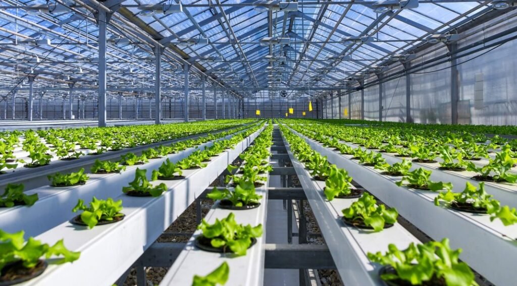 Hydroponic Farming Setup Cost in India 2023 | भारत में Hydroponic Setup का कितना खर्चा आता है