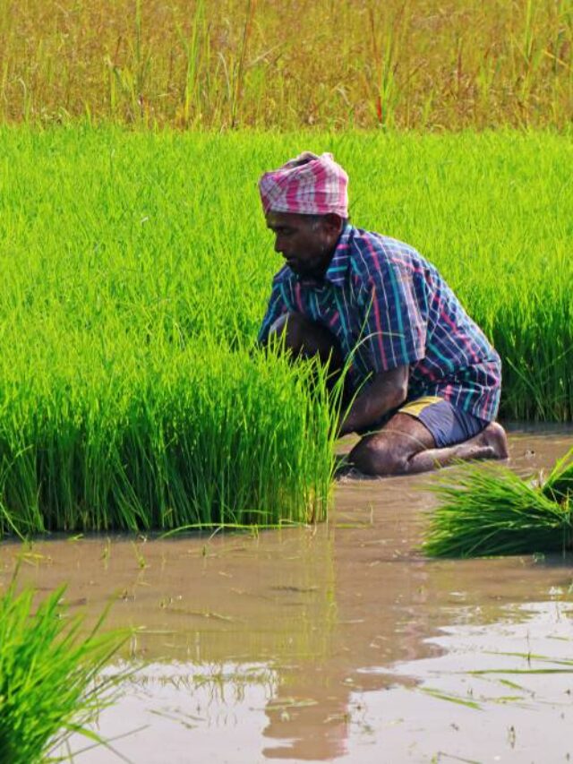 रोपण कृषि किसे कहते हैं और मुख्य विशेषताएं क्या है