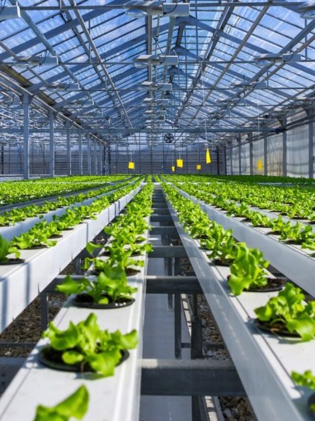 भारत में Hydroponic Setup का कितना खर्चा आता है