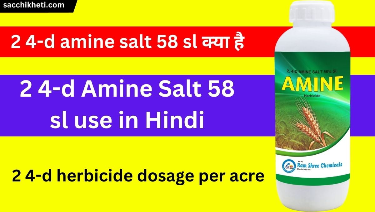 2 4-d Amine Salt 58 sl use in Hindi (2023)