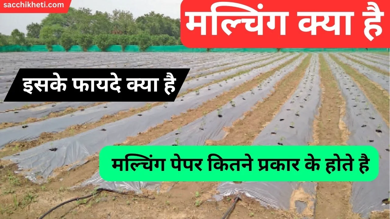 मल्चिंग क्या है और इसके फायदे क्या है-mulching meaning in hindi 2023 | mulched meaning in hindi