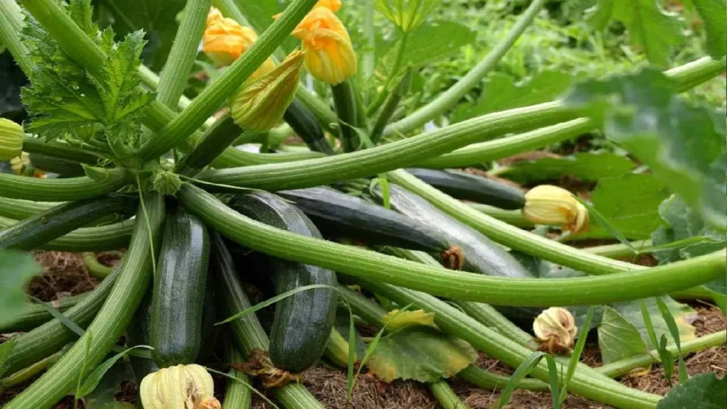जुकीनी की खेती, कब और कैसे करें 2023 | Zucchini Cultivation in Hindi