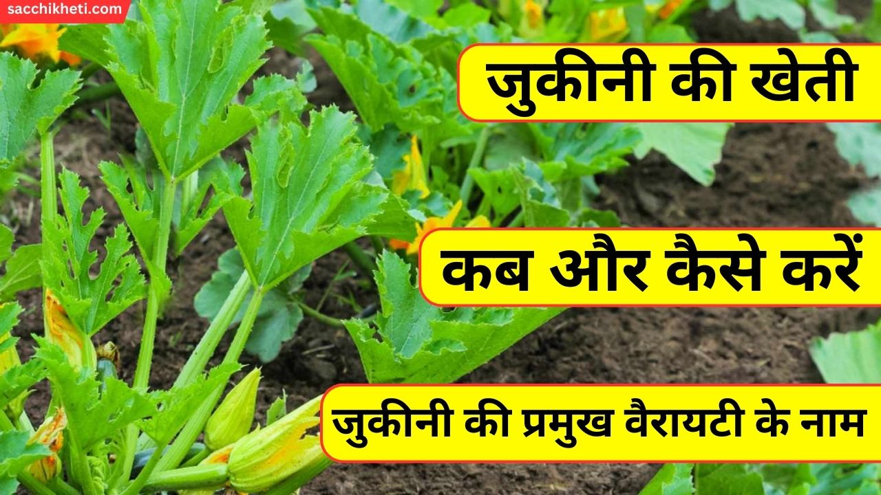 जुकीनी की खेती, कब और कैसे करें 2023 | Zucchini Cultivation in Hindi