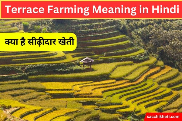 Terrace Farming Meaning in Hindi | क्या है सीढ़ीदार खेती