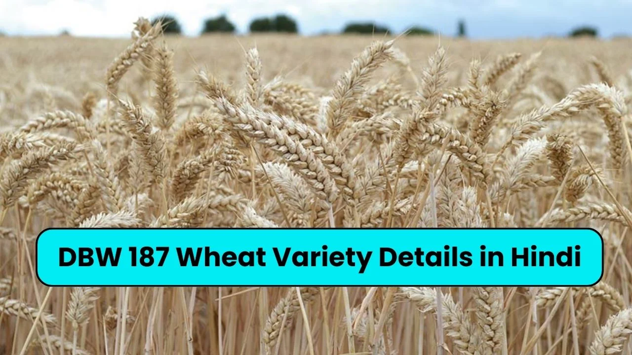 DBW 187 Wheat Variety Details in Hindi