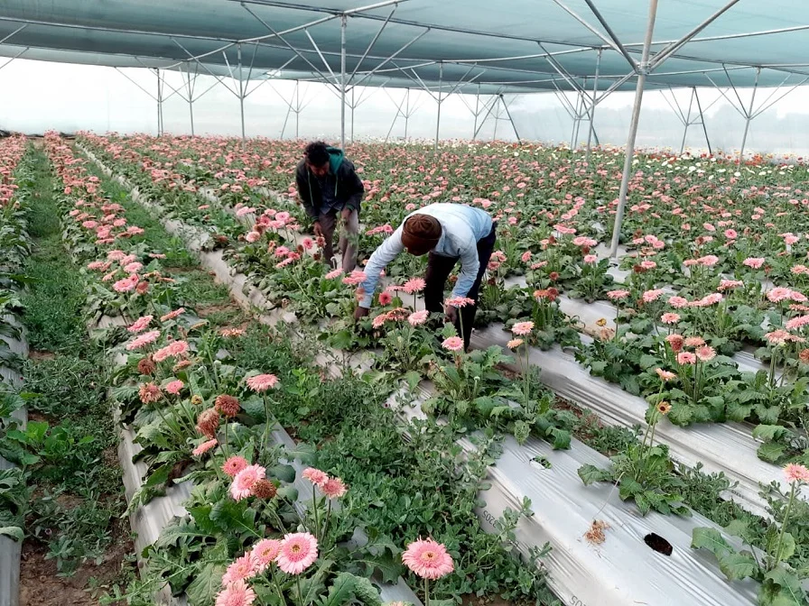 2024 में जरबेरा फूल की खेती कैसे करें | Gerbera Flower Farming in Hindi